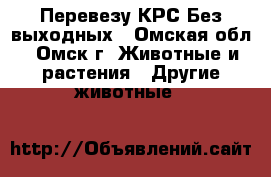 Перевезу КРС Без выходных - Омская обл., Омск г. Животные и растения » Другие животные   